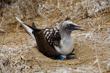 Mavi ayaklı sümsük kuşu yumurtanın üstüne oturur