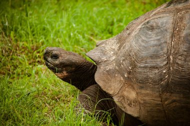 Galapagos Kaplumbağa Profili