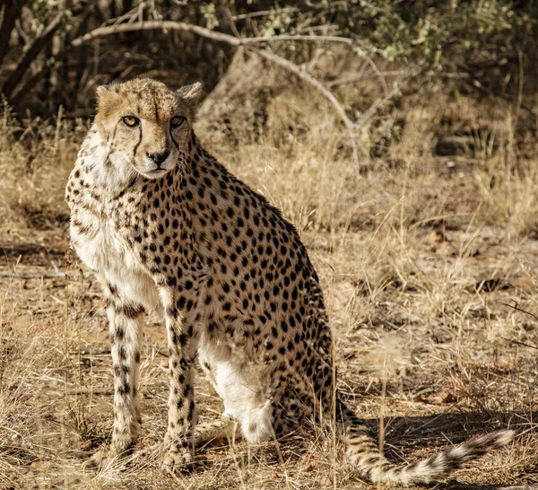 Cheetah senta-se em suas assombrações — Fotografia de Stock