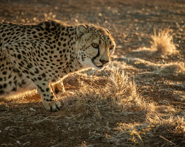 Close-upprofiel van volwassen cheeta — Stockfoto