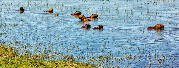 Capybara kemirgenleri Arjantin 'de suda yüzüyor — Stok fotoğraf