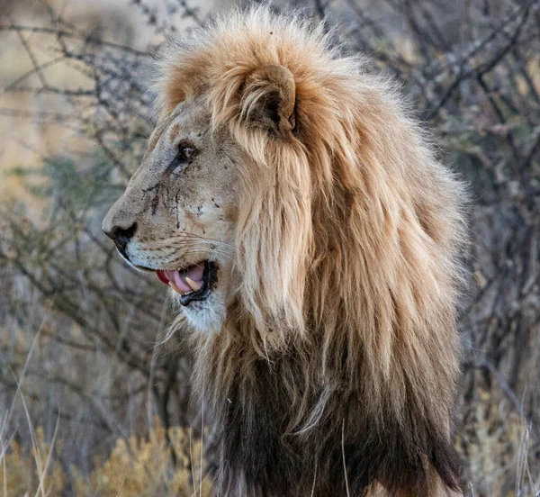 León macho adulto se encuentra en la hierba seca corta —  Fotos de Stock