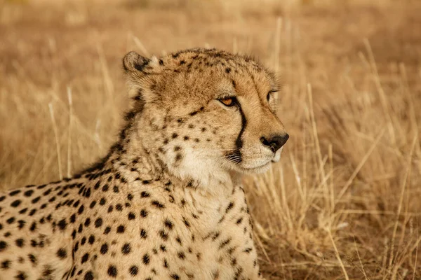 Volwassen cheeta ligt in droog gras — Stockfoto