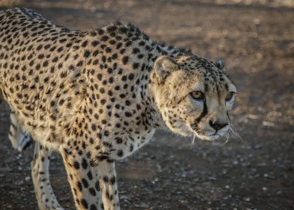 Guepardo adulto camina en el desierto — Foto de Stock