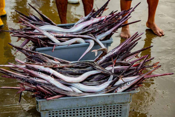 Needle nose garfish freshly caught — Foto de Stock