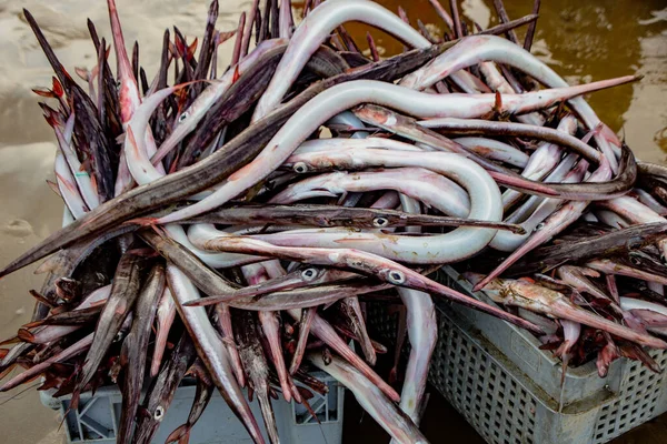 Needle nose garfish freshly caught — Foto de Stock