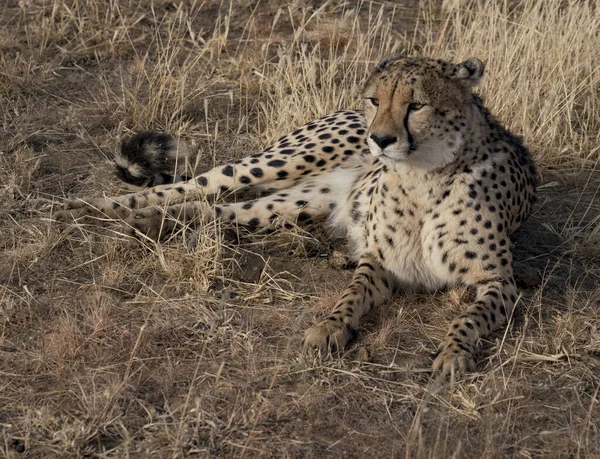 Dorosły gepard leży w suchej trawie — Zdjęcie stockowe
