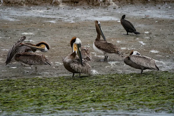 Kahverengi pelikanlar California 'da kendilerini gösteriyorlar. — Stok fotoğraf
