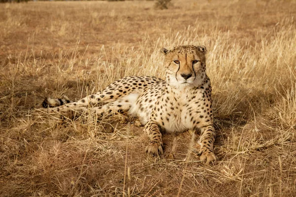 Взрослый гепард лежит в сухой траве — стоковое фото