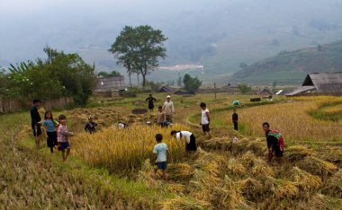 Sapa, Vietnam - 22 Ekim 2011: Aile pirinç hasat ediyor