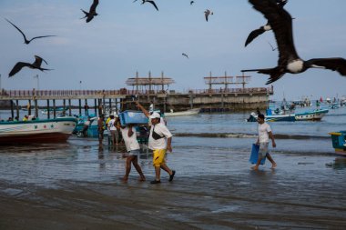 Puerto Lopez, Ekvador - 26 Kasım 2012: Martılar teknenin etrafında toplanıyor