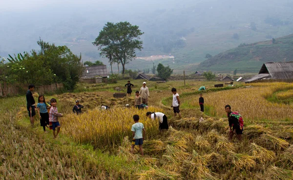 Sapa, Vietnam - 22 de octubre de 2011: La familia cosecha arroz —  Fotos de Stock