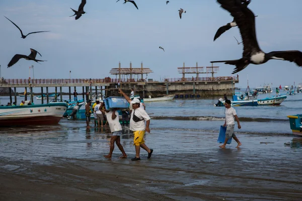 Puerto Lopez, Ekvador - 26 Kasım 2012: Martılar teknenin etrafında toplanıyor