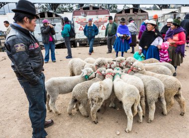 Canar, Ekvador - 12 Temmuz 2015 - Koyunlar satılık hayvan pazarında daireler çiziyor