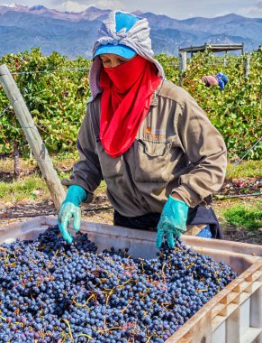 Mendoza, Arjantin - Mar 2015 - Bodega Catena Zapata için üzüm toplama