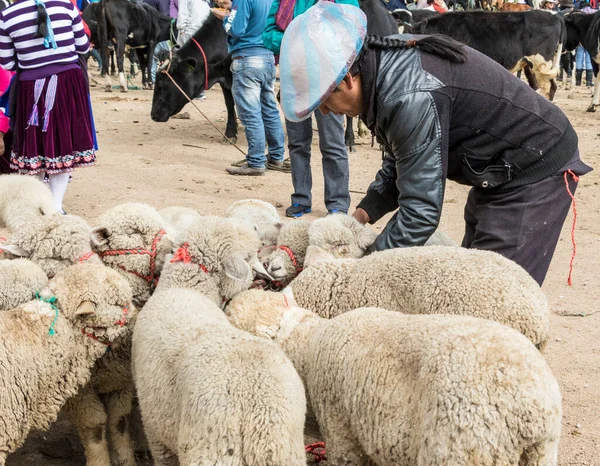 Canar, Ekvador - 12 Temmuz 2015 - Koyunlar satılık hayvan pazarında daireler çiziyor