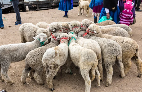Canar, Equador - 12 de julho de 2015 - Ovelhas são amarradas em círculos no mercado animal para venda — Fotografia de Stock