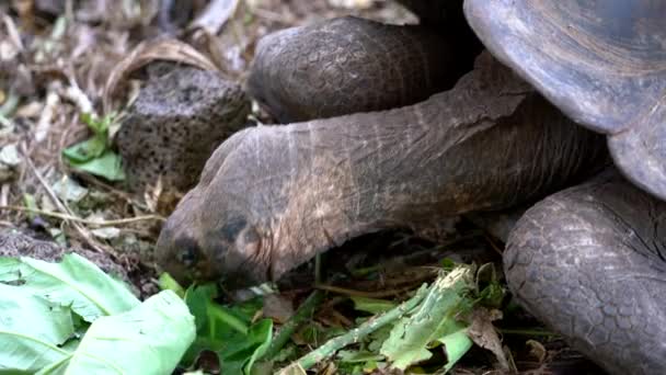 Seymore Island, Galapagos, Ecuador - 20 / 06 / 2019 - La tartaruga adulta mangia lattuga al centro di conservazione - primo piano — Video Stock