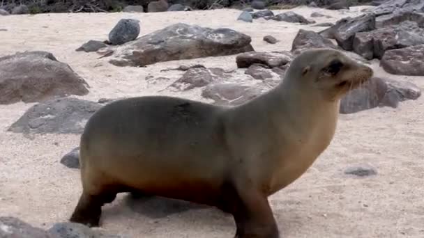 León marino de Galápagos camina rápidamente por la arena — Vídeo de stock