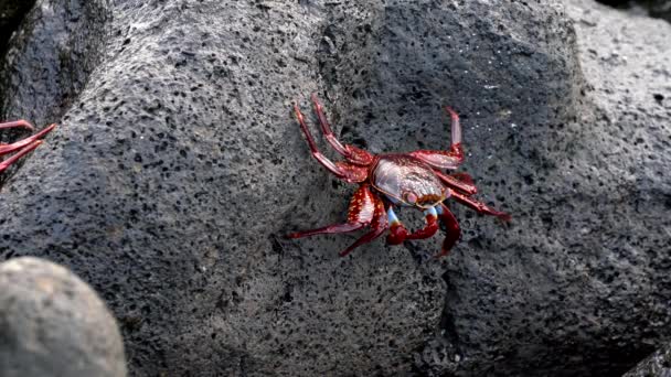 Galapagos Sally Lightfoot Crab - Close up Walk Sideways. — стоковое видео