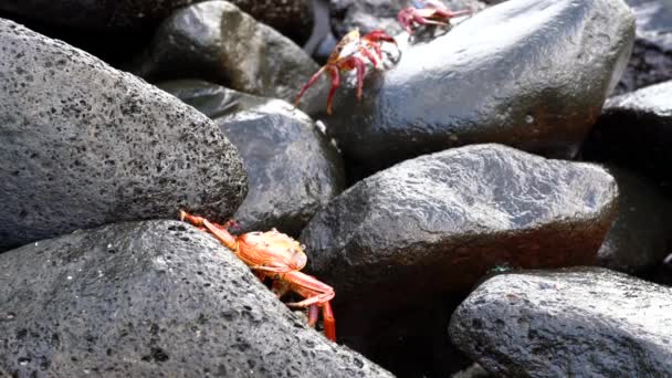 Galapagos Sally Lightfoot Crab - Wspinanie się po mokrych skałach. — Wideo stockowe