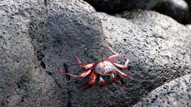 Galapagos Sally Könnyűláb Rák - Közelkép Lassú Séta. — Stock videók