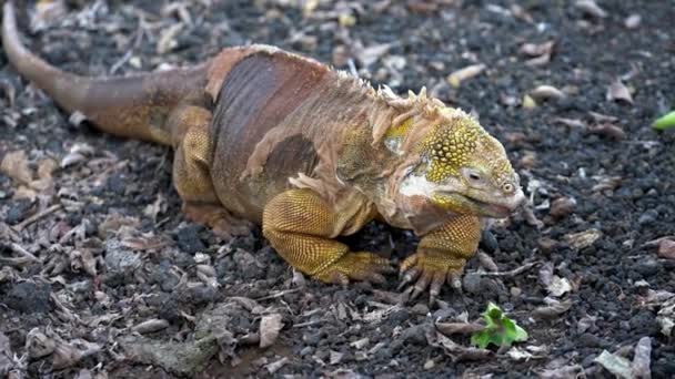 Erkek Galapagos Toprakları İguana Pirzolasını Tokatladı — Stok video