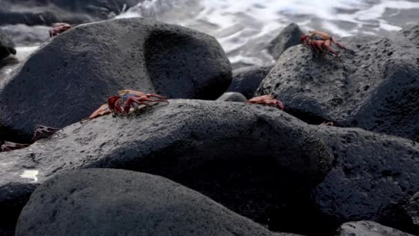 Galapagos Sally Lightfoot Hebb - Несколько на скалах. — стоковое видео