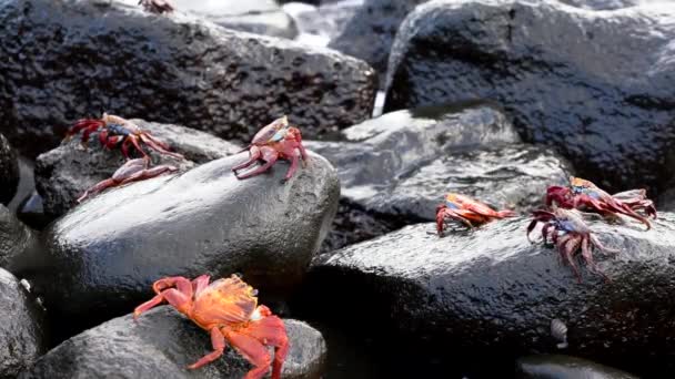 Galapagos Sally Lightfoot Hebb - Несколько на скалах перед серфингом. — стоковое видео