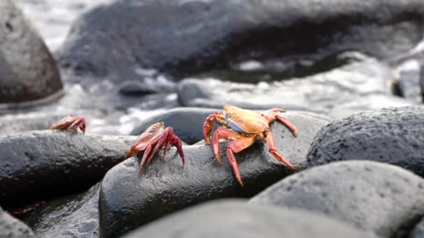 Galapagos Sally Lightfoot Rák - Pár a sziklán szörfözéssel. — Stock videók