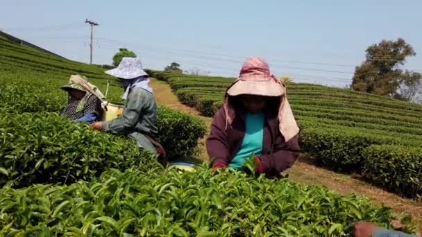 Mae Saiong. Thajsko - 2019-03-11 - Ženy Sklizeň čajových polí pro mladé čaje 11 - nízká — Stock video