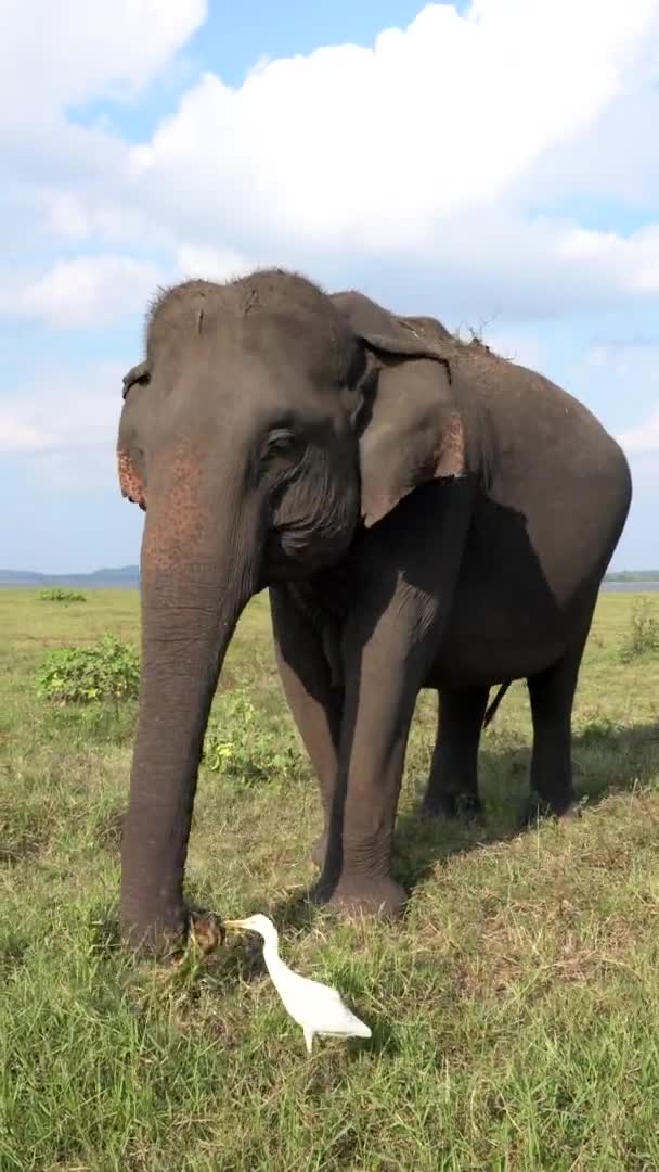 Elefant frisst Gras - Großaufnahme Vertikales Social Media Format — Stockvideo