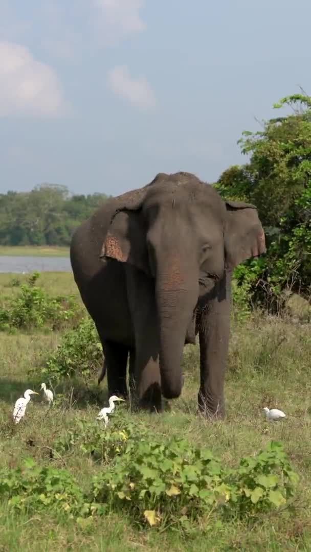 Elephant Eats Grass With Egrets - Front Closeup Vertical Social Media Format — 비디오