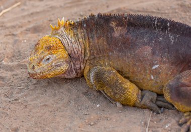 Galapagos Adalarında Altın İguanalar Yatıyordu