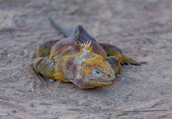 Golden Iguanas Laying On Galapagos Islands — Stock Photo, Image