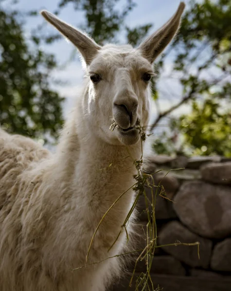 Llama mastiga seu almoço enquanto olha para a câmera — Fotografia de Stock