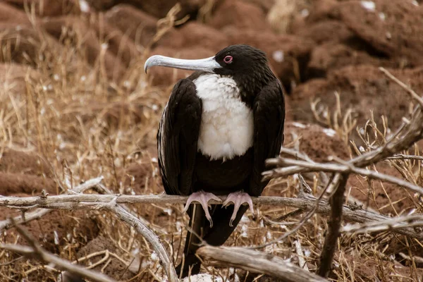 Frigatebird Kobieta siedzi na oddziale na wyspie Galapagos — Zdjęcie stockowe