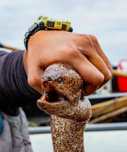 Fisherman holds up eel that he caught and will now be sold for dinner in Vina del Mar, Chile — 스톡 사진