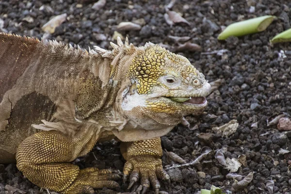 Iguanas douradas deitadas nas Ilhas Galápagos — Fotografia de Stock