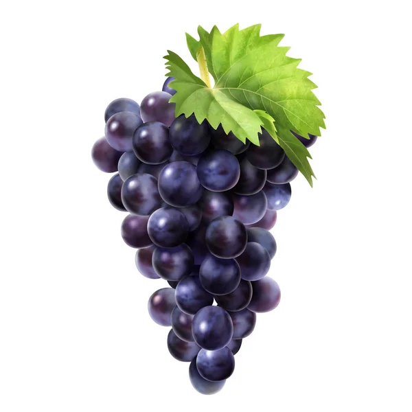 Isolated Dark Grape Green Leaf Illustration White Background — Stock Vector