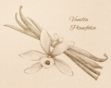 Oyulmuş vanilya planifolia