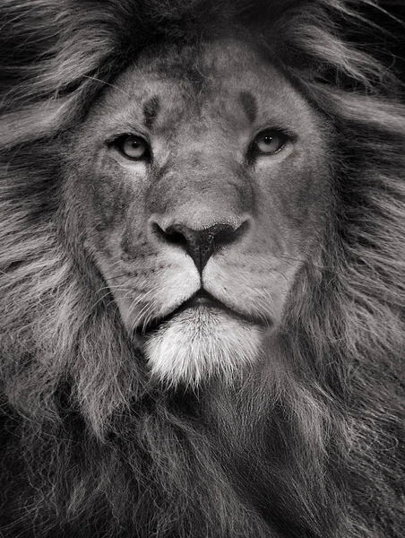 Král Lev Predátor Velké Cat Hříva Vzhled Krásné — Stock fotografie
