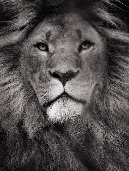 Big cat mane Stock Photos Royalty Free Big cat mane Images Depositphotos Big cat mane Stock Photos Royalty Free Big cat mane Images Depositphotos