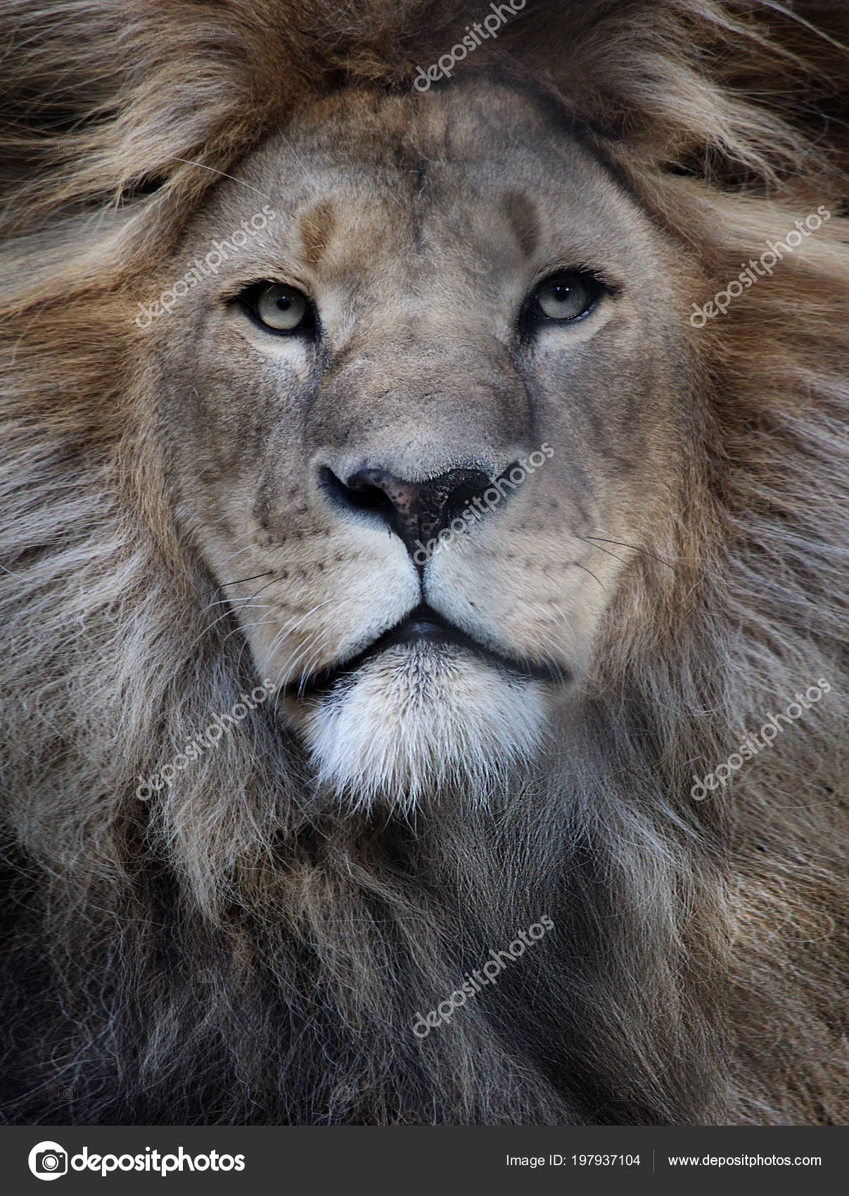 King Lion Predator Big Cat Mane Look Beautiful Stock Photo Image By C Verabis King Lion Predator Big Cat Mane Look Beautiful Stock Photo Image By C Verabis