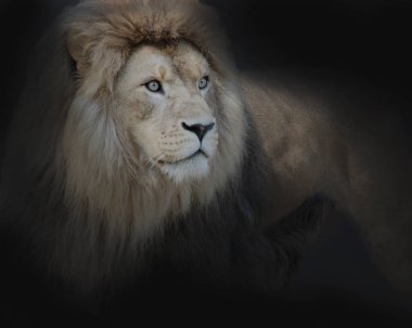 Kral, aslan, predator, büyük, kedi, yele, güzel görünüyorsun