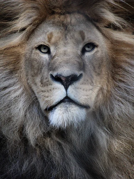 King Lion Predator Big Cat Mane Look Beautiful — Stock Photo, Image