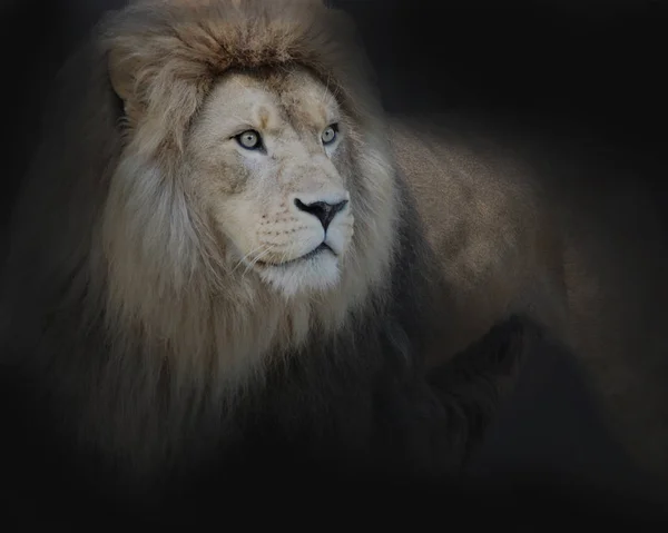 Big cat mane Stock Photos Royalty Free Big cat mane Images Depositphotos Big cat mane Stock Photos Royalty Free Big cat mane Images Depositphotos