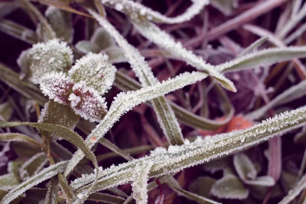 Årstider Höst Löv Gräs Frost Vacker Solen Skiner Färger Natur — Stockfoto