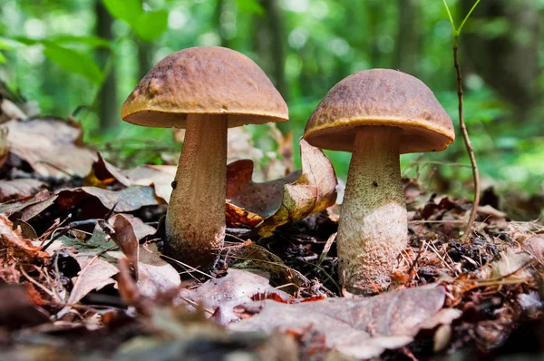Dos hongos marrones comestibles (Leccinum scabrum) crecen en el bosque — Foto de Stock