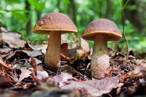 В лесу растут два съедобных коричневых гриба (Leccinum scabrum)